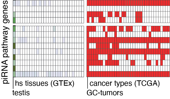 Graphical abstract for Aberrant expression of select piRNA-pathway genes does not reactivate piRNA silencing in cancer cells.
