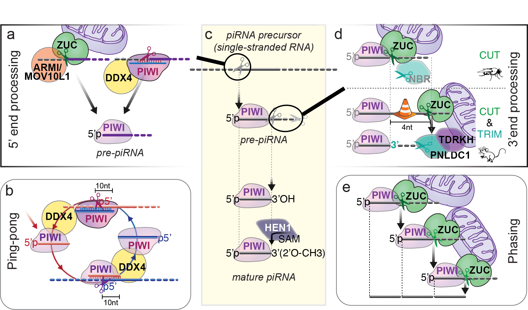 Graphical abstract for An introduction to PIWI-interacting RNAs (piRNAs) in the context of metazoan small RNA silencing pathways.
