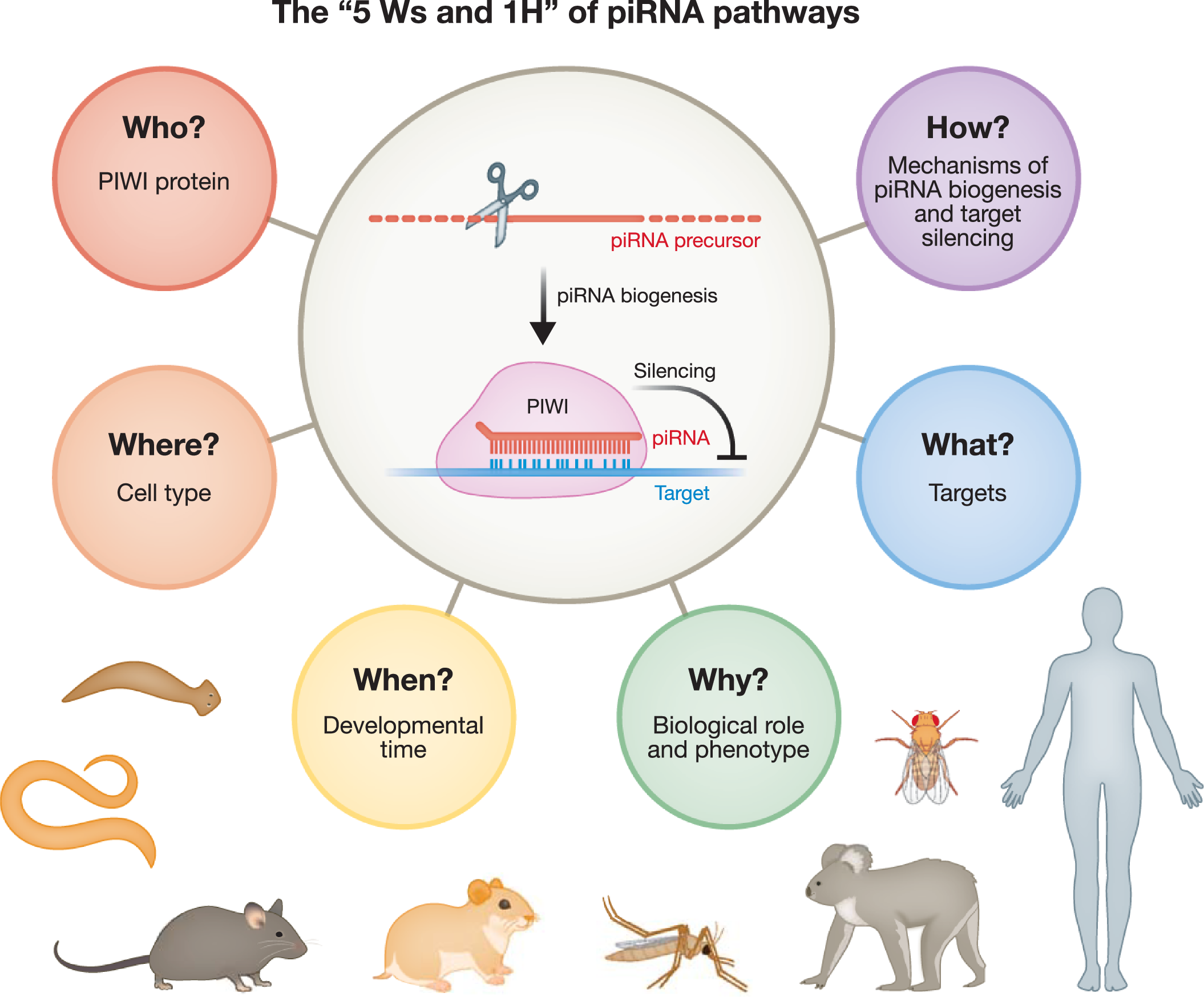 Graphical abstract for PIWI-interacting RNAs who, what, when, where, why, and how.