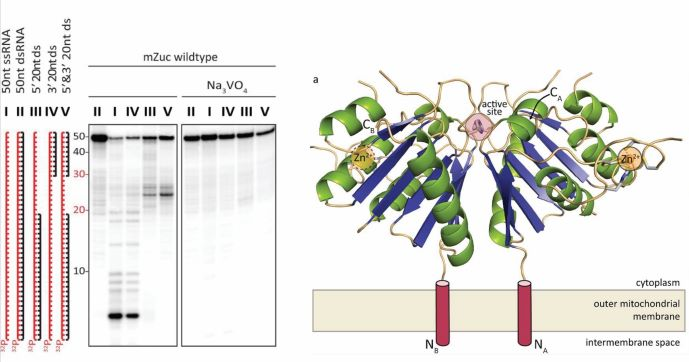 Graphical abstract for The structural biochemistry of Zucchini implicates it as a nuclease in piRNA biogenesis.
