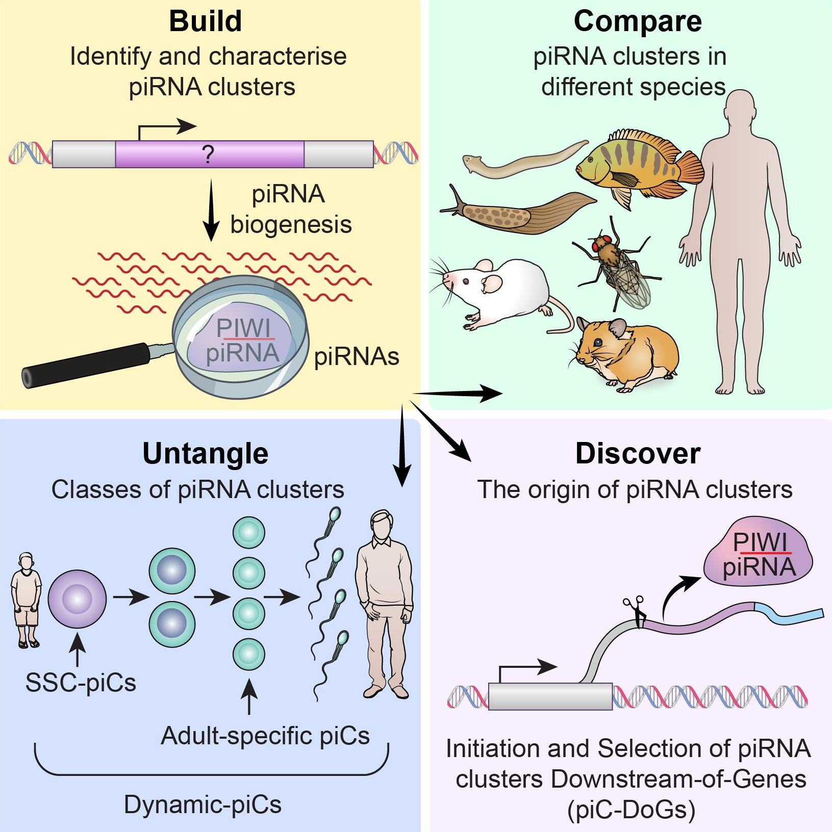 Graphical abstract for A comparative roadmap of PIWI-interacting RNAs across seven species reveals insights into de novo piRNA-precursor formation in mammals.
