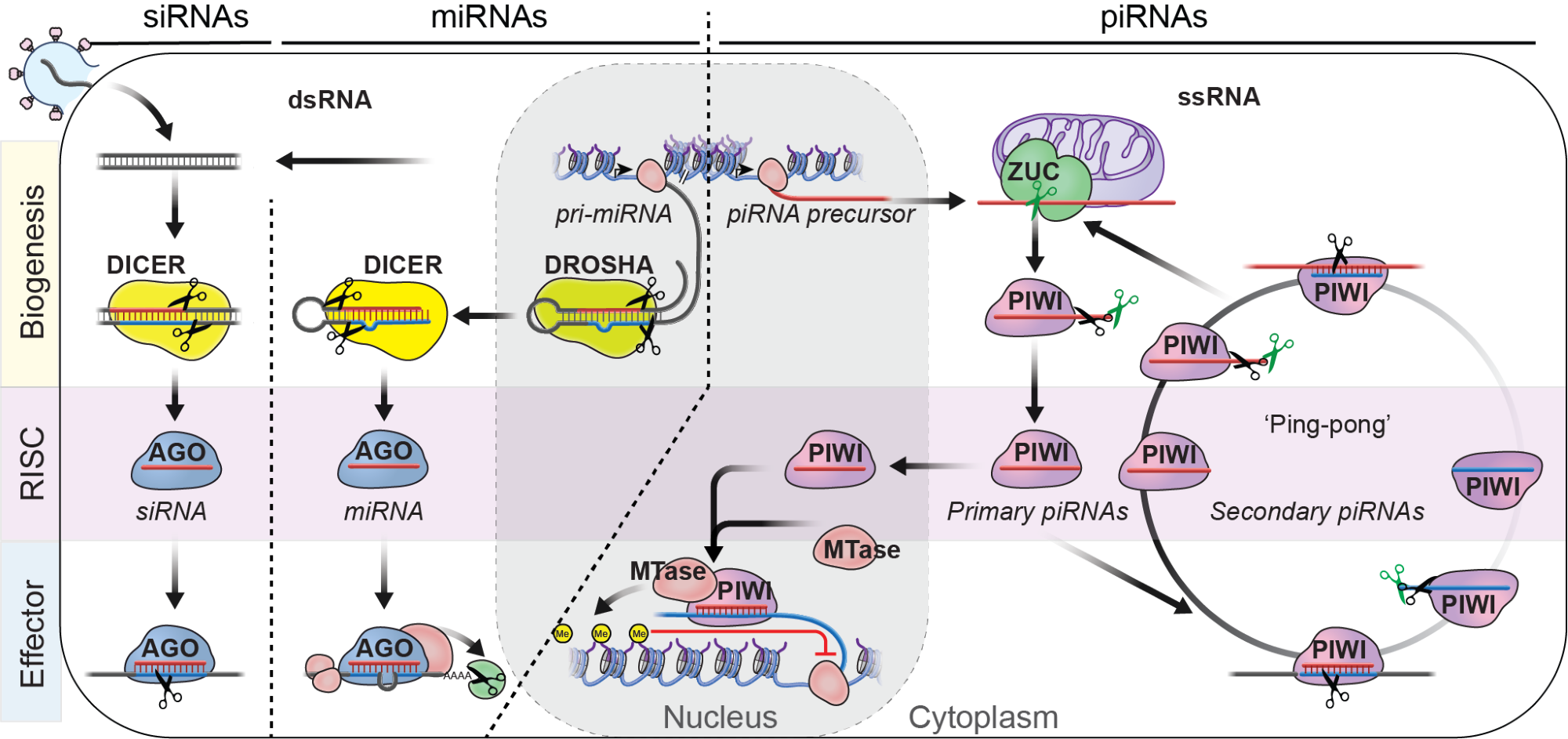 Graphical abstract for Themes and variations on piRNA-guided transposon control.