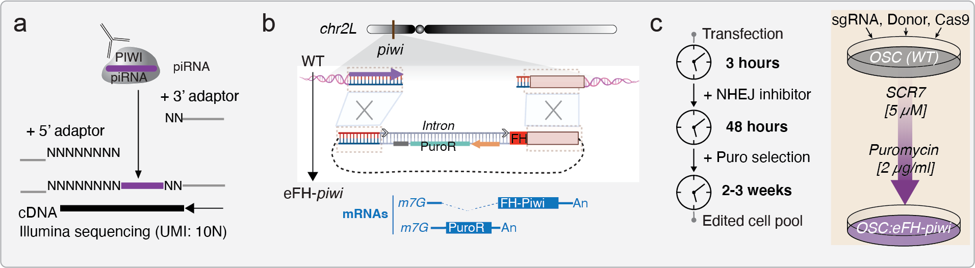 Graphical abstract for Functional editing of endogenous genes through rapid selection of cell pools (Rapid generation of endogenously tagged genes in Drosophila ovarian somatic sheath cells).
