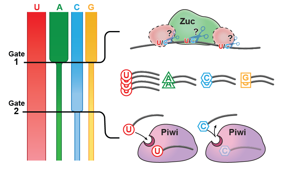 Graphical abstract for Decoding the 5' nucleotide bias of PIWI-interacting RNAs.