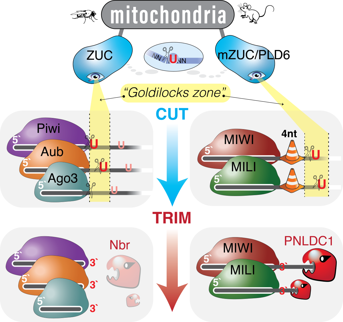 Graphical abstract for Hierarchical length and sequence preferences establish a single major piRNA 3'-end.
