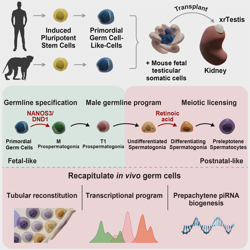 Graphical abstract for In collaboration with the Sasaki Lab: Generation of spermatogonia from human and non-human primate pluripotent stem cells
